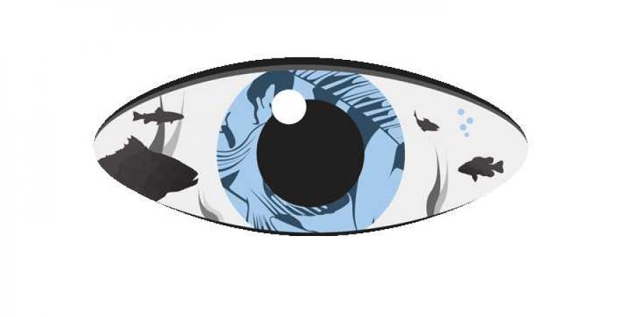 Cfish Eye Cover Image